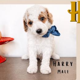 Harry - Parti male Goldendoodle puppy in Hilton, New York from The House of Goldendoodle