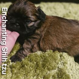 AKC,  Mookie - Red male Shih Tzu puppy in Dexter, Kentucky from Enchanting Shih tzu