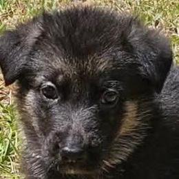 Pink Collar Puppy 6 - Black and red female German Shepherd puppy in Central Florida, Florida from Vom Furstenhund