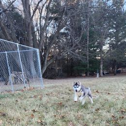 Siberian Husky Puppies from Spirit of the Moon Siberians