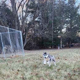 Siberian Husky Puppies from Spirit of the Moon Siberians
