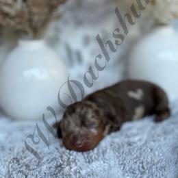Dachshund Puppies from CSW Dachshunds