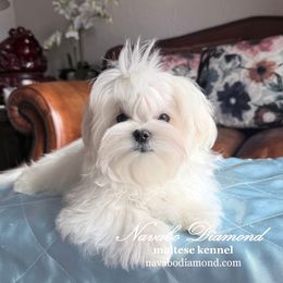 Boy 1 - White male Maltese puppy in Snowville, Utah from Navabo Diamond