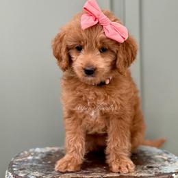 May (Peach collar) - Apricot female Goldendoodle puppy in Salem, Utah from Aspen Doodles