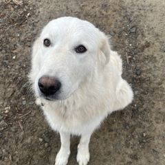 Nala - White Maremma Sheepdog puppy in East Dover, Vermont from Cracked An Egg Farm