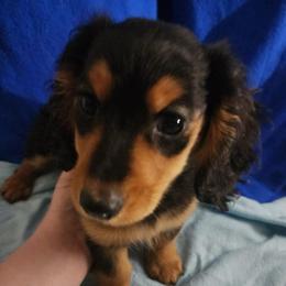 Moe - Black and tan male Dachshund puppy in Ft Dodge, Iowa from Secret Reality