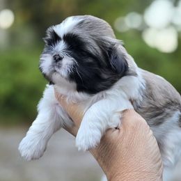 Pied girl - Fawn female Pekingese puppy in Port Orange, Florida from Color Me Bad Pekingese