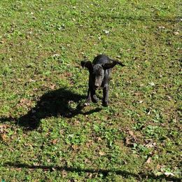 Great Dane Puppies from Trisha Self's Great Danes