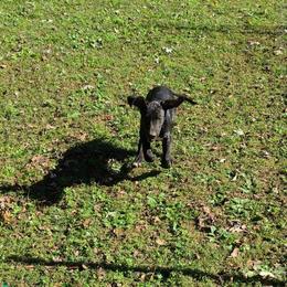 Great Dane Puppies from Trisha Self's Great Danes
