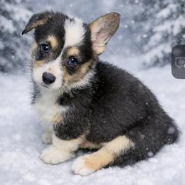 AKC Red Rooster - Black and tan male Pembroke Welsh Corgi puppy in Summerfield, Florida from Promise Land Farm