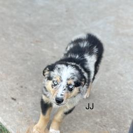 JJ - Blue merle Miniature Australian Shepherd puppy in Washington, Oklahoma from Okie Aussies
