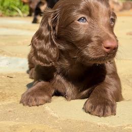 Jenny 4000 - Chocolate female Dachshund puppy in Steele, Alabama from Taylored Dachshunds