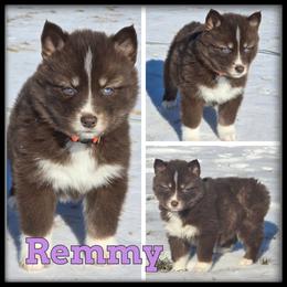 Remmy - Red and white female Siberian Husky puppy in Wheeler, Michigan from Haase Family Kennels