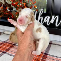 Gwen - Parti female Pyredoodle puppy in Bowling Green, Ohio from FDF Pyredoodles & Bernedoodles