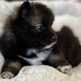 Pomsky Puppies from Bowtique Pomskies