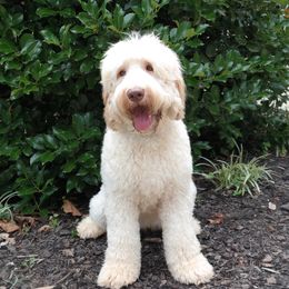 Winnie - Australian Labradoodle