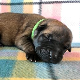 Belgian Malinois Puppies from Andrea Gumrich's Belgian Malinois