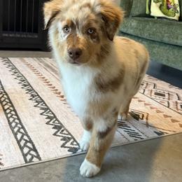 Australian Shepherd Puppies from Heritage Australian Shepherds