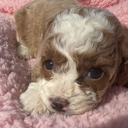 LuLu - Apricot female Cavapoo puppy in Camden, Michigan from FurEver Friends Finder