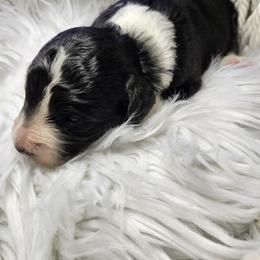 Girl 3 - White and black female Bordoodle puppy in New Oxford, Pennsylvania from The Weekend Farm