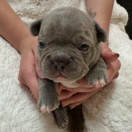Paul - Blue male French Bulldog puppy in Pine Township, Pennsylvania from BlueCairo Frenchies