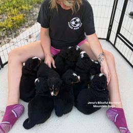 Bernese Mountain Dog Puppies from Jena's Blissful Bernese Mountain Dogs