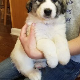 Pink Collar Girl - Great Pyrenees puppy from Joel's Farm LLC