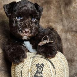 Hercules - Liver male Miniature Schnauzer puppy in Trinity, Alabama from C&E'S Schnauzers