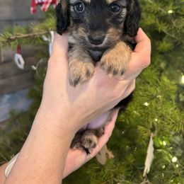 Mary - Black and cream female Dachshund puppy in Shelley, Idaho from Journey’s End Dachshunds