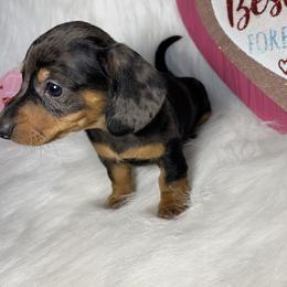 Dachshunds from TJ's Dachshunds