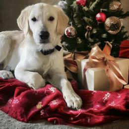 Golden Retriever Puppies from Graceful Goldens