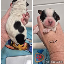 Girl 1 - Black and white female Springerdoodle puppy in Freeland, Michigan from McNally's Springer Spaniels