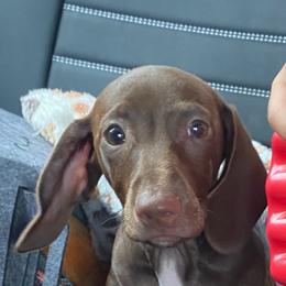 Buddy - Dachshund