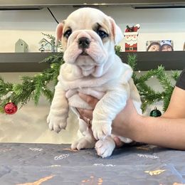 Adele - Red and white female Bulldog puppy in Ruther Glen, Virginia from De La Venturosa