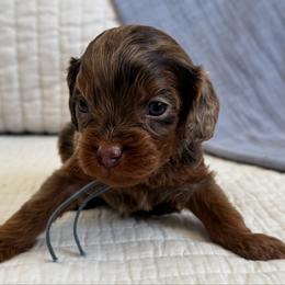 Token (merle) - Chocolate male Cavapoo puppy in Beckley, West Virginia from By Design Doodles