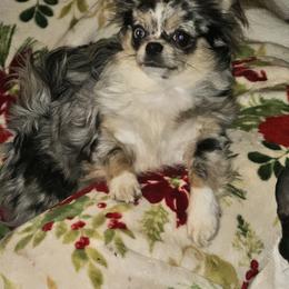 Fancy - Chihuahua