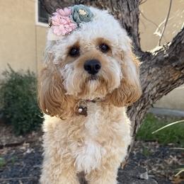 Winnie - Cavapoo