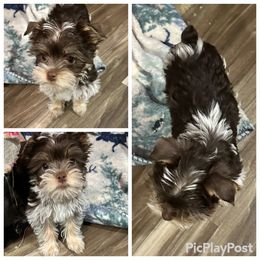 Big parti - Parti female Yorkshire Terrier puppy in Antlers, Oklahoma from Yorker Puppy Palace