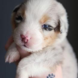 Lily - Blue merle female Australian Shepherd puppy in Georgetown, Texas from River Reign Australian Shepherds
