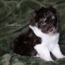 Cinderella - Brown female Schnoodle puppy in Grove, Oklahoma from Grand Lake Poodles & Doodles