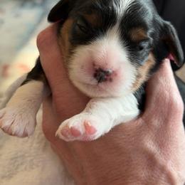 Cavalier King Charles Spaniel Puppies from Outerlochen Kennel