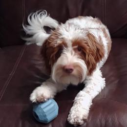 Linus - Goldendoodle