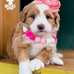 Delight - Red female Bernedoodle puppy in Orange, Texas from Walk with Me Doodles