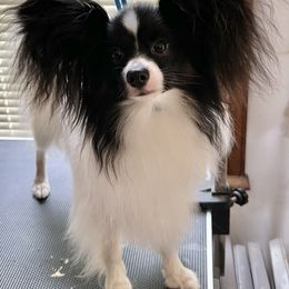 Mikey - White black and tan male Papillon puppy in Wake Forest, North Carolina from Heartworks Papillons
