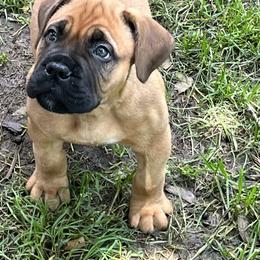 Bullmastiff Puppies from Meteora Bullmastiffs