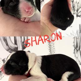Sharon - Black female Border Collie puppy in Sanger, California from Flying M Cactus Ranch Buddies