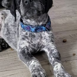 German Shorthaired Pointers from Hanes GSP