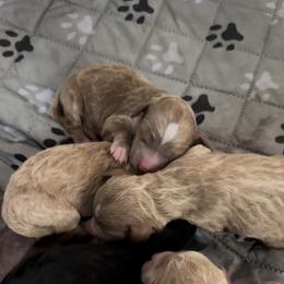 Female 3 - Red  female Goldendoodle puppy in Sterling, Connecticut from Justine’s Retrievers and Doodles