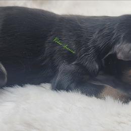 Leon - Black tri male Miniature American Shepherd puppy in Deer Park, Washington from Rodeo Aussies