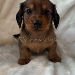 Dapple boy 1 - Dapple male Dachshund puppy in Chehalis, Washington from McJazzin Doxies